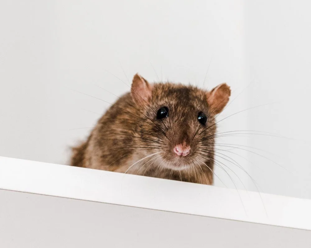 mouse 1