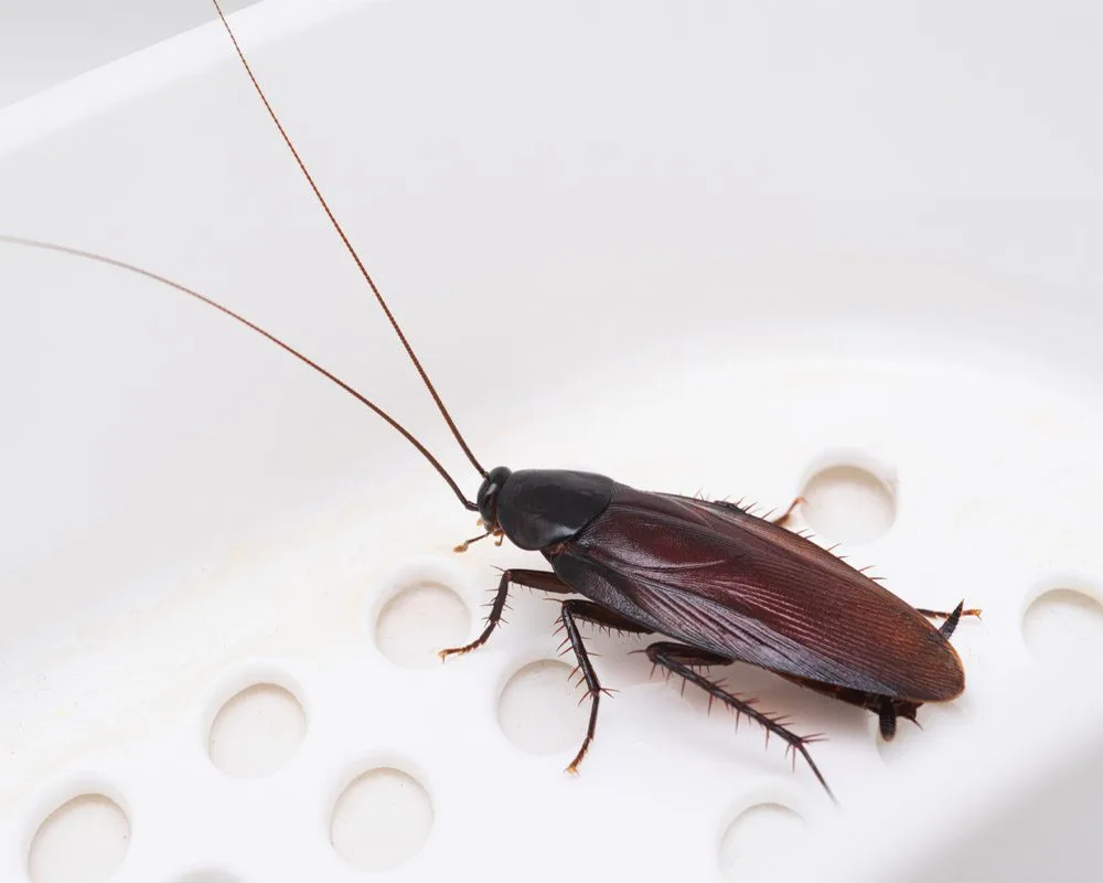 roach 1